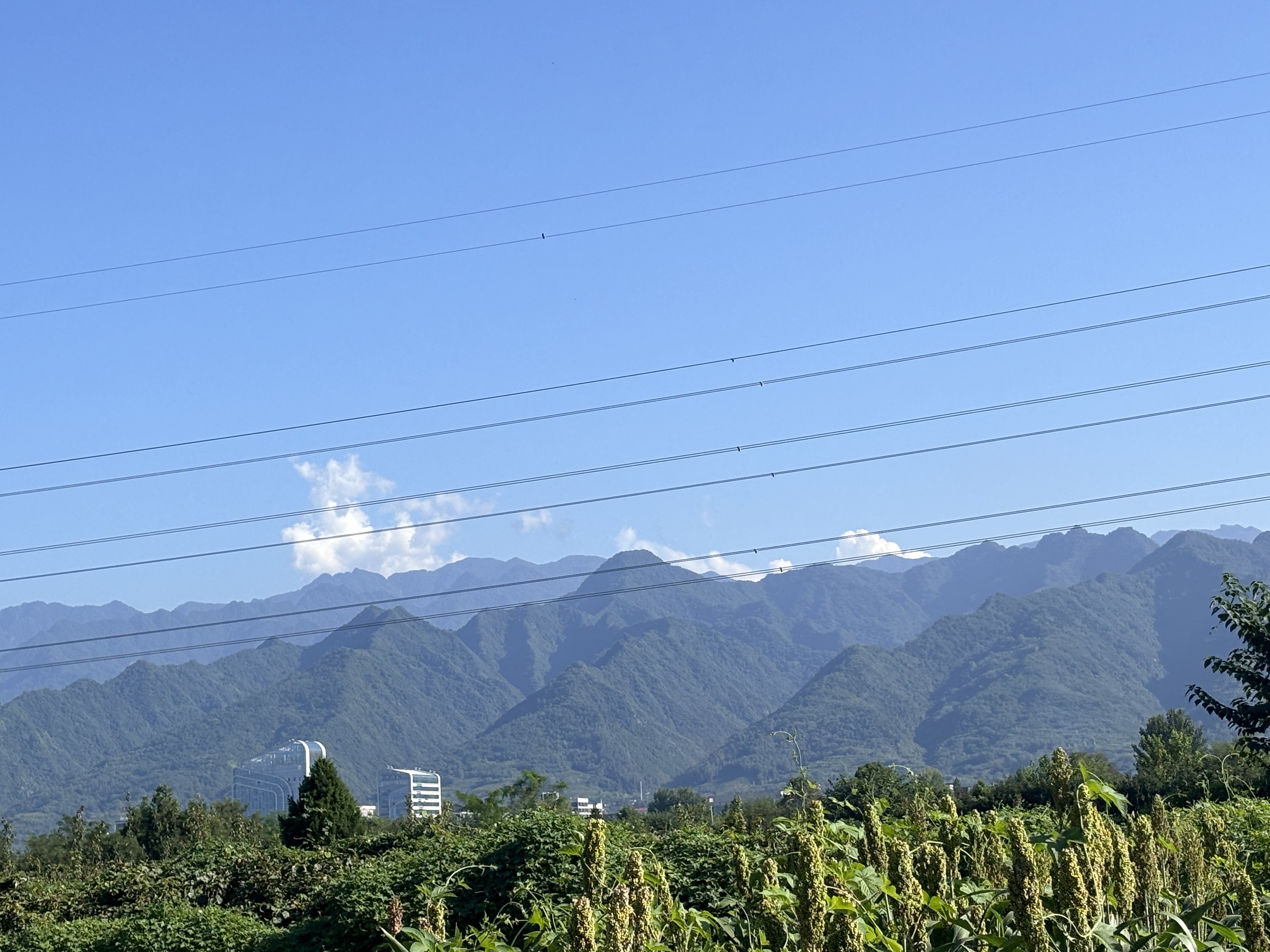 一个猕猴桃的自白